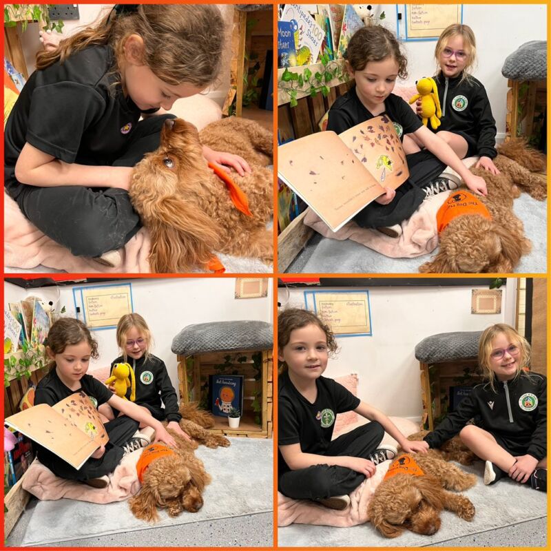 Image for the Tweet beginning: This afternoon, Neville our Dog